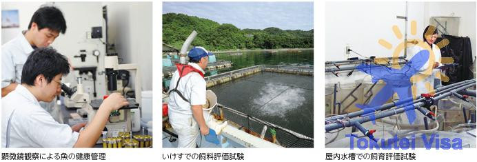 Tìm Hiểu Về Đơn Hàng Kỹ Sư Thủy Sản Đi Nhật